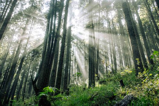 Sunrays filter through lush trees in a serene Mexican forest landscape, creating a magical atmosphere.
