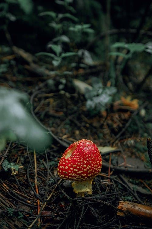 Kostenloses Stock Foto zu etagen, fungi, pilz