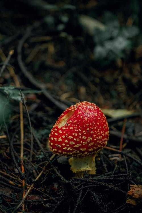 Red Mushroom in Close Up Shot