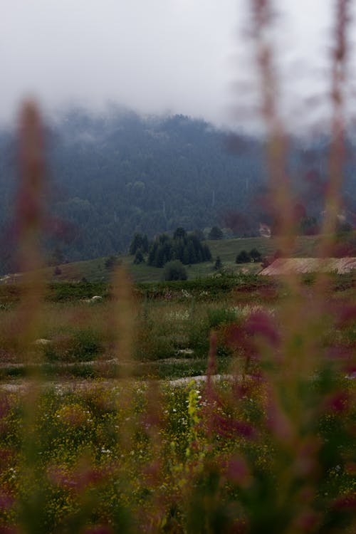 Gratuit Imagine de stoc gratuită din câmp, fotografiere verticală, iarbă Fotografie de stoc