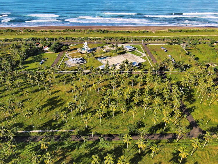 Coconut Plantation Near The Sea