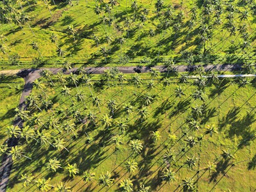 Aerial View of Palm Trees on a Grassy Field