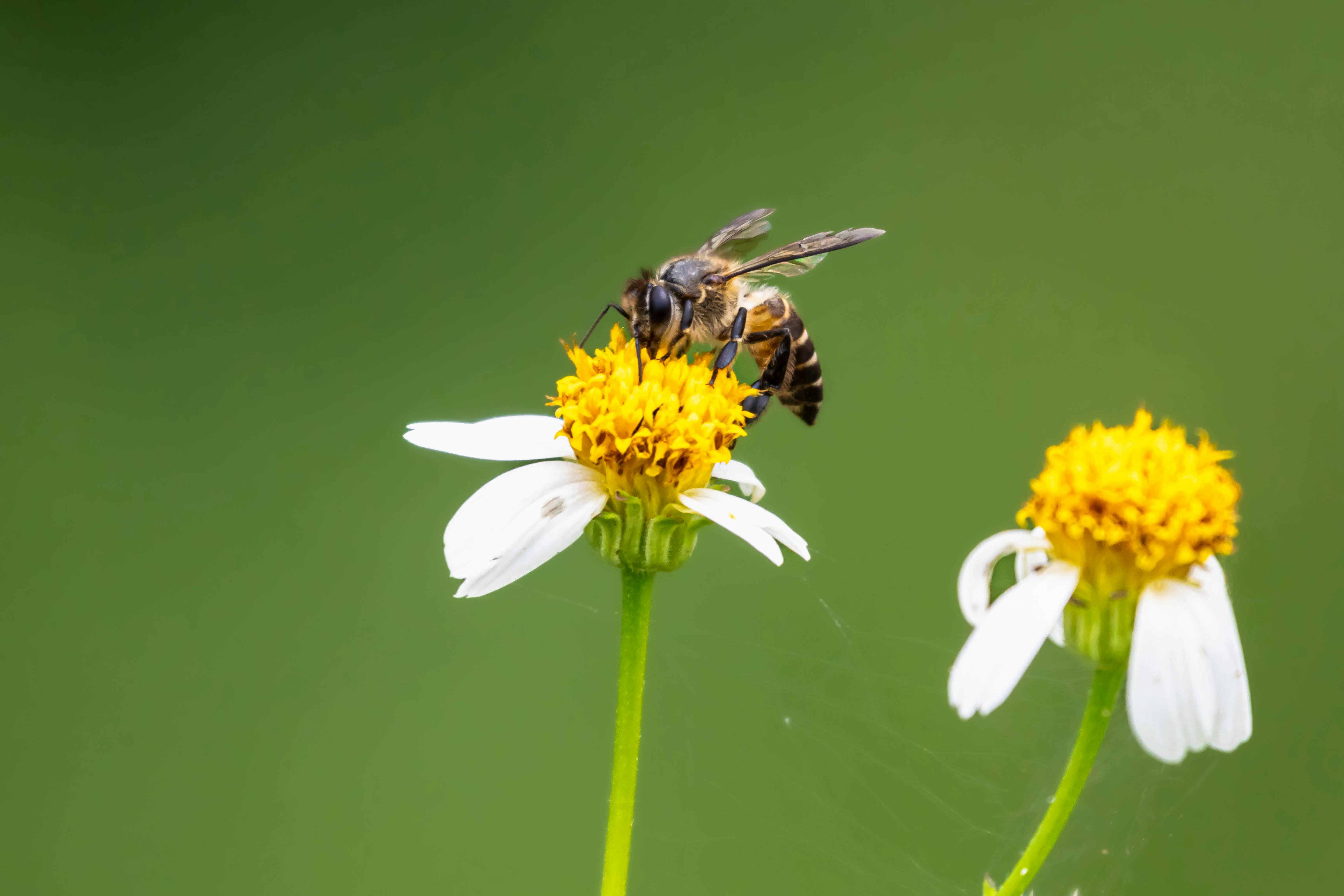Ark Valley Civics Bee Competition to Send Three Local Students to State — Photo by ERIK DING on Pexels