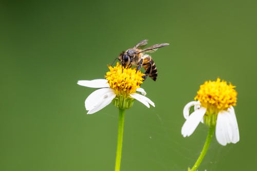 A Honey Bee on a Flower 