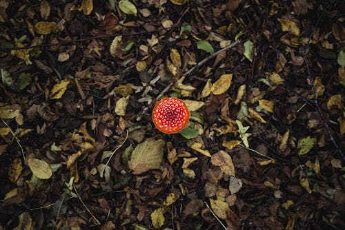 Imagine de stoc gratuită din a închide, amanita muscaria, ciupercă