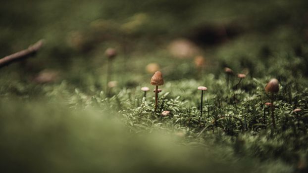 Uprawa grzybów psylocybinowych krok po kroku – kompletny przewodnik dla zaawansowanych 3 A detailed close-up of mushrooms growing amidst green moss in a Polish forest setting.