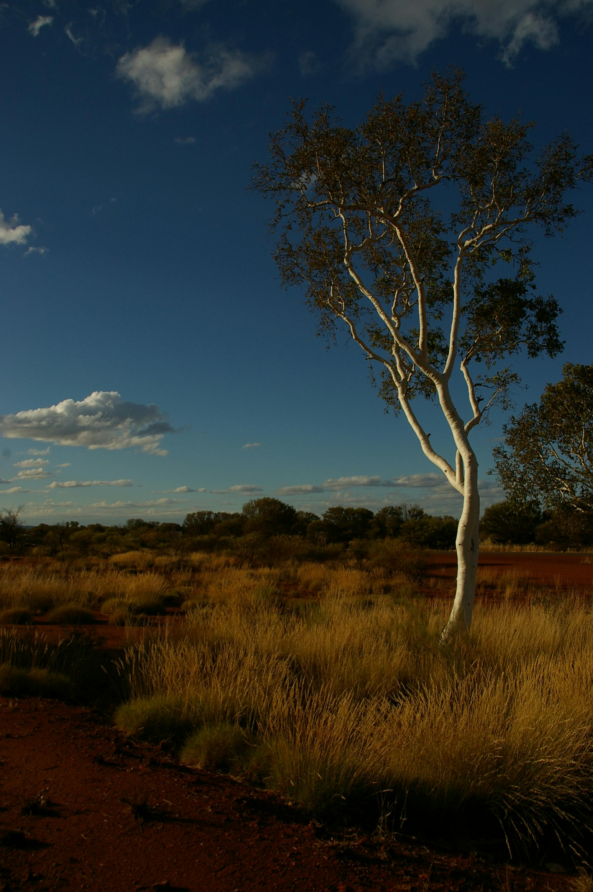 Image result for pexels australian environment