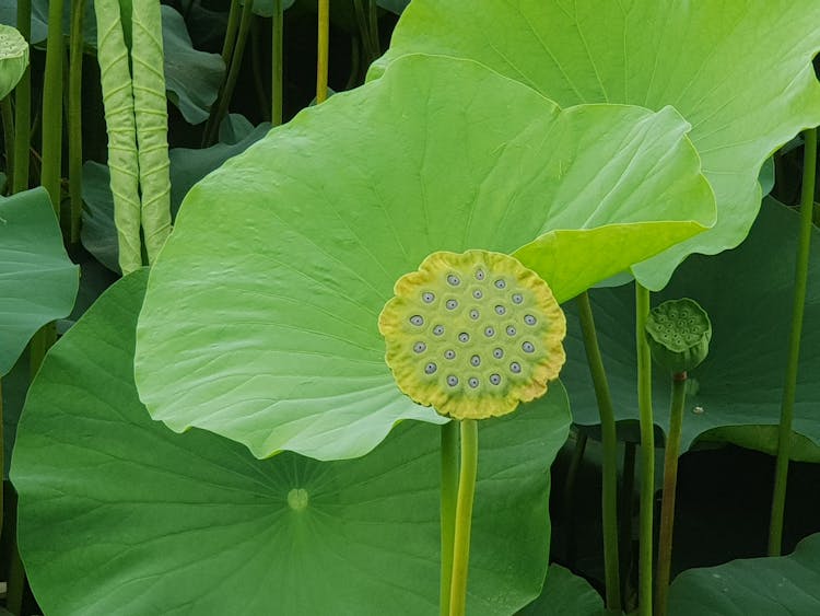 Photo Of A Lotus Seed Pod