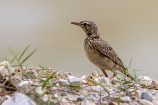 close-up of paddyfield pipit perching on rock, Batu Gajah, Malaysia