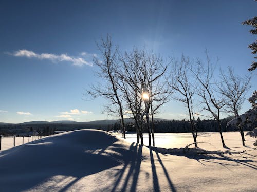 A Bare Trees on a Snow Covered Ground Under the Blue Sky