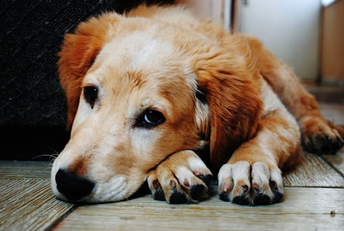 коричнево белая короткошерстная собака лежит на коричневом деревянном полу