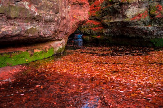 在威斯康星州巴拉布一条风景优美的小溪上，色彩缤纷的秋叶漂浮着，周围环绕着岩石悬崖