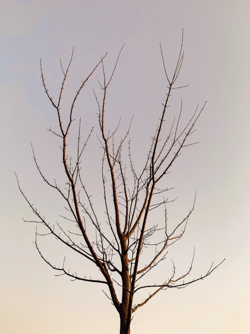벌거 벗은 나무, 수직 쐈어, 잎이없는의 무료 스톡 사진
