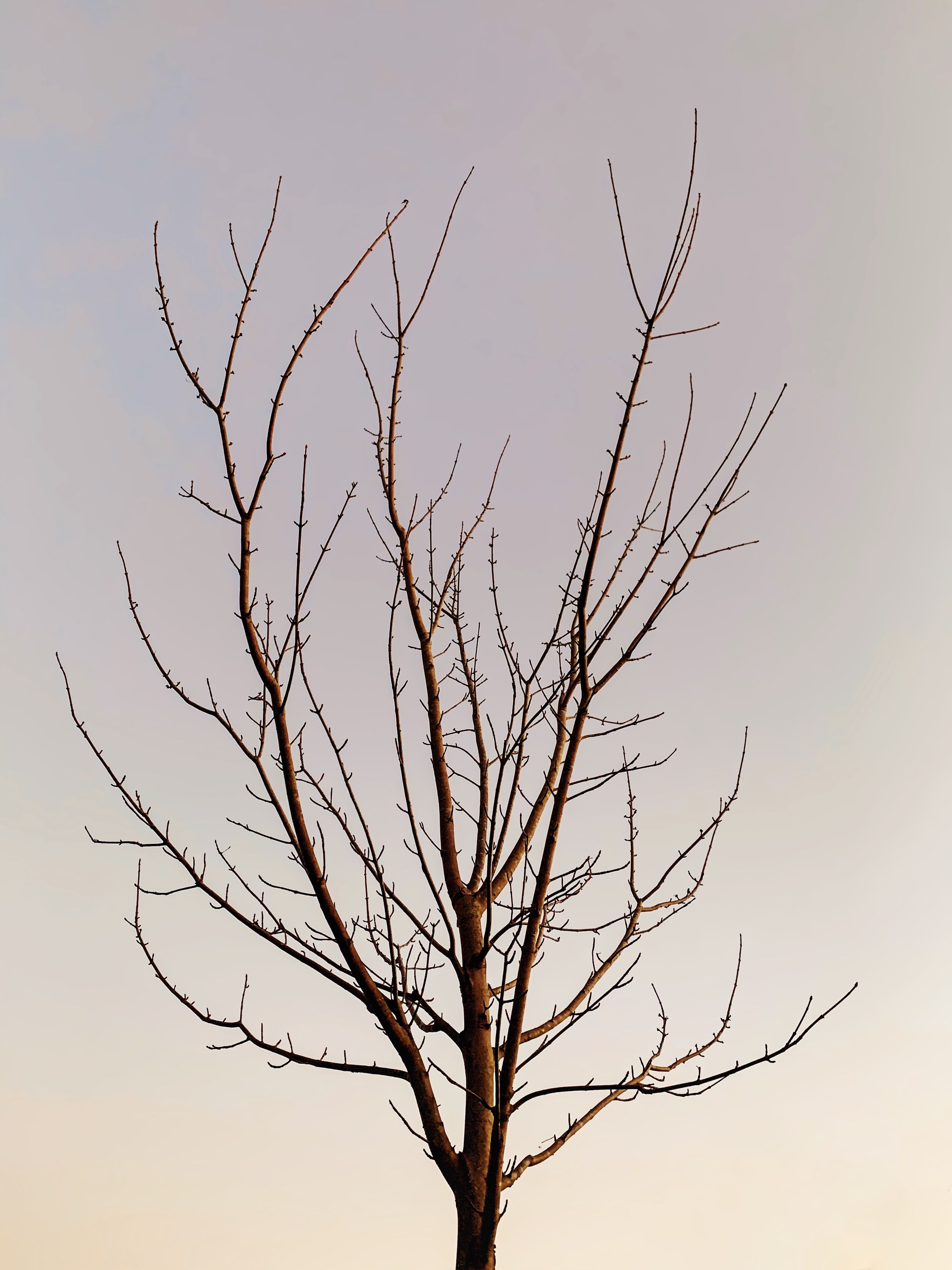 Trees Leaf Less Photo of Leafless Trees · Free Stock Photo