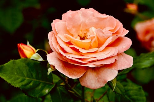 Peach Rose in Bloom