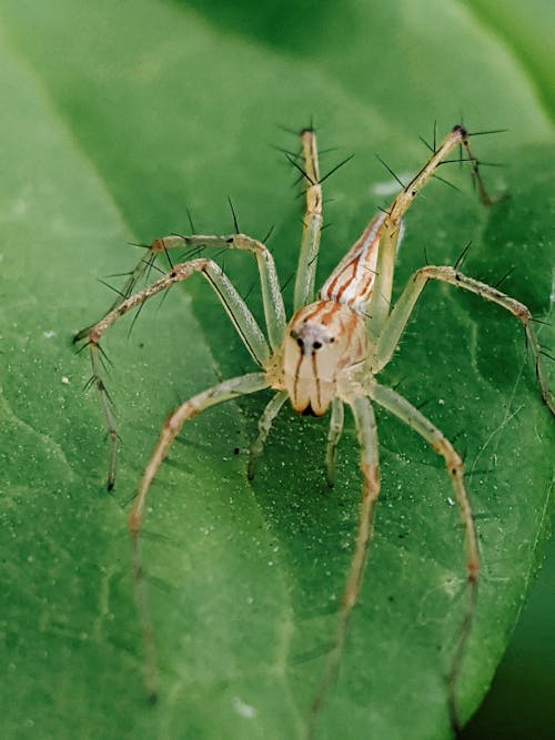 Macro Shot of a Striped Lynx Spider