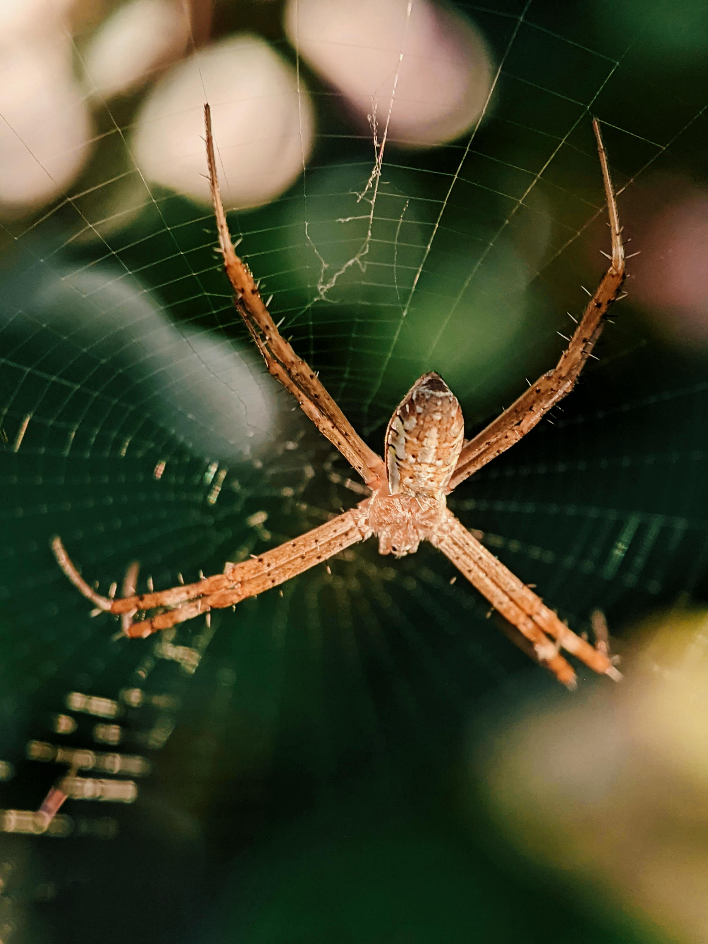 close up shot of a spider on a web