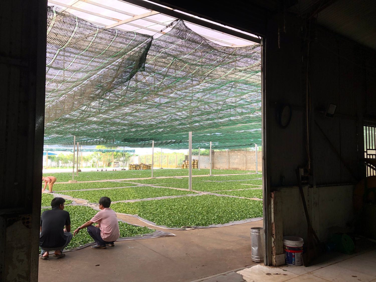 Tea Processing