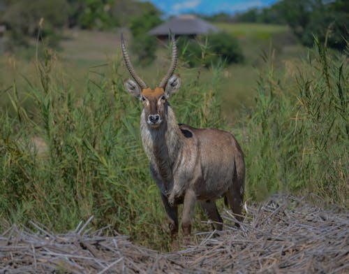 Безкоштовне стокове фото на тему «kobus ellipsiprymnus, waterbuck, антилопа»