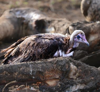 A Vulture Perched on a Carrion