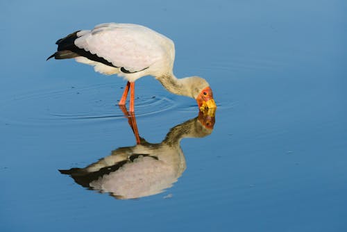 Yellow-Billed Stork Standing on Lake Water