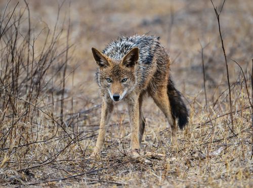 Free Close-up of an African jackal in the wild with dry grass, South Africa. Stock Photo