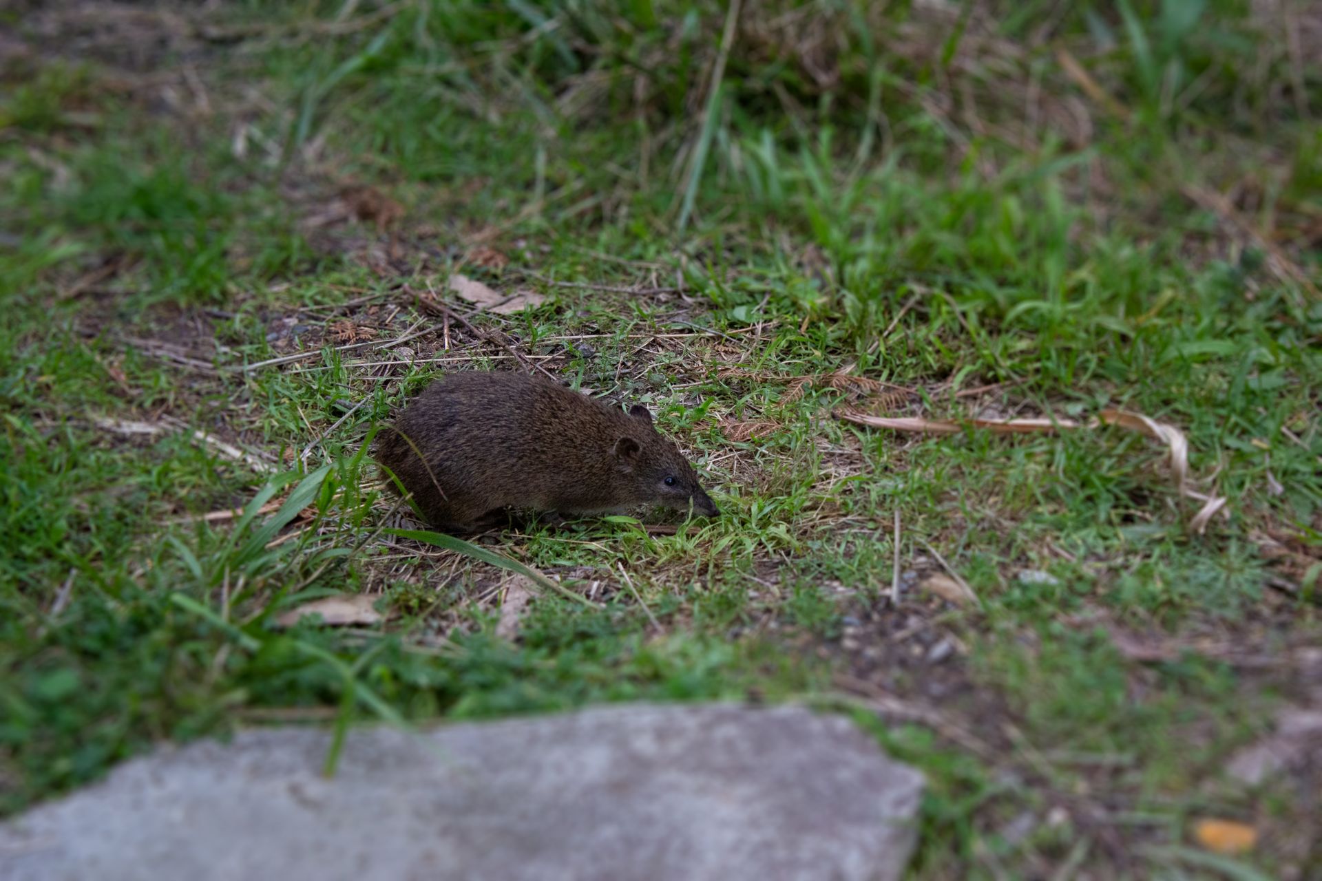Close-up of a bandicoot in its natural grassy environment, showcasing its behavior.