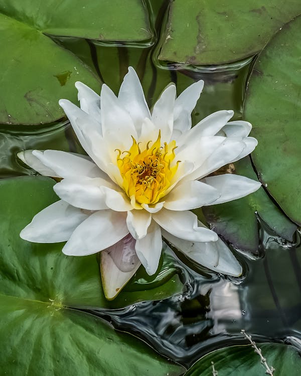 Close-Up Shot of a Water Lily 