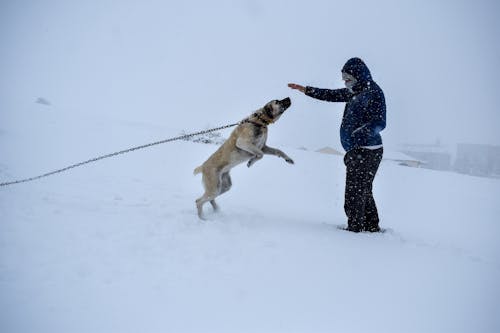 A Person in Blue Jacket Taming a Brown Short Coated Dog on Snow Covered Ground