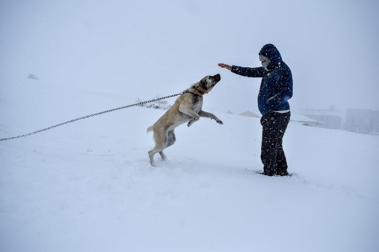 A Person In Blue Jacket Taming A Brown Short Coated Dog On Snow Covered Ground