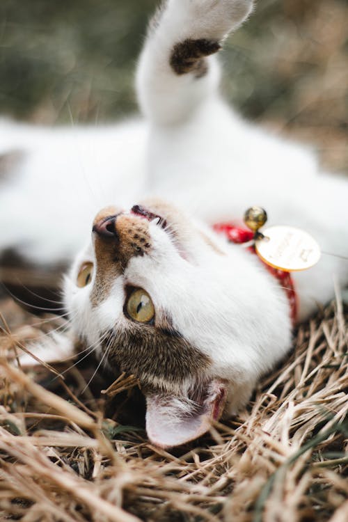 Fotobanka s bezplatnými fotkami na tému čierny a biely, felis catus, mačka