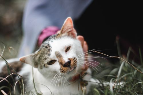Free Close-up of a content cat being petted outdoors in Malaysia. Stock Photo