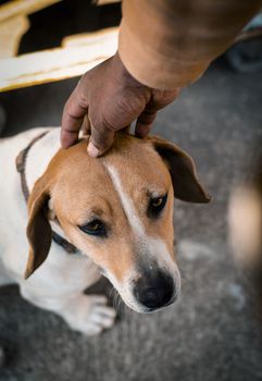 Close-up of a dog being petted outdoors in Germiston, South Africa. Captures a tender moment.