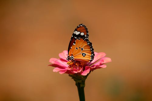 バタフライ, ピンクの花, フローラの無料の写真素材