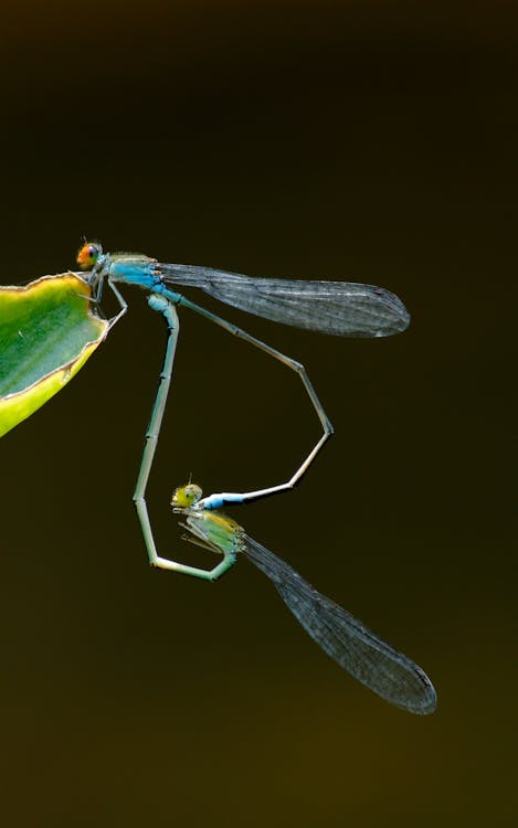 Close Up Photo of Damselflies