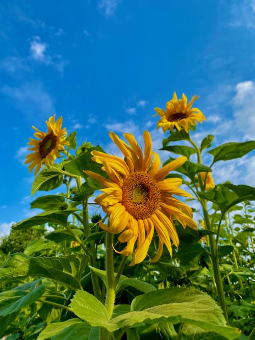 Close-Up Shot of Blooming Sunflowers under the Blue Sky