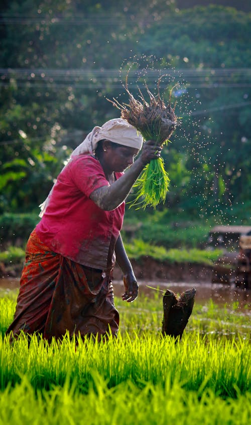 Woman working on rice paddy field