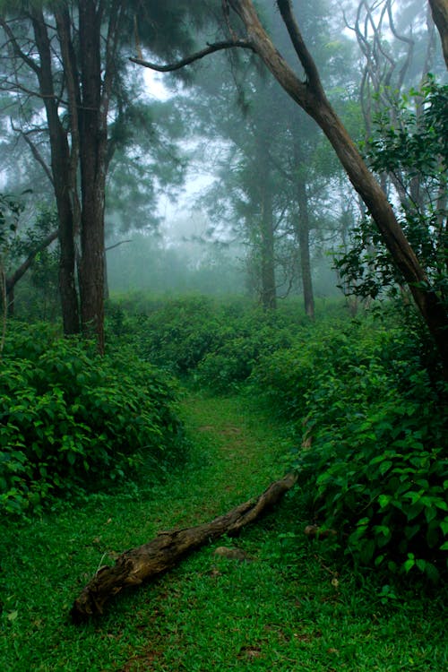 Green Forest Path Under the Thick Fog 