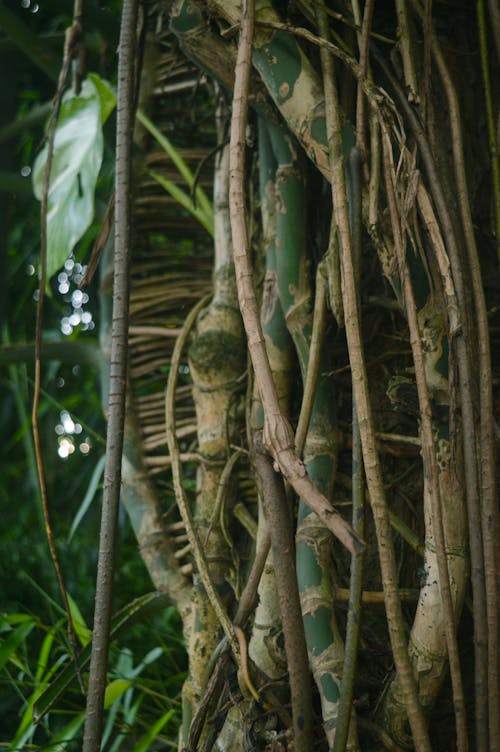 Free Close-up of Intertwined Roots in the Jungle  Stock Photo