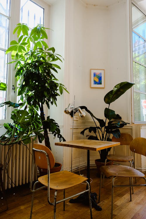 Interior Design with Potted Plants