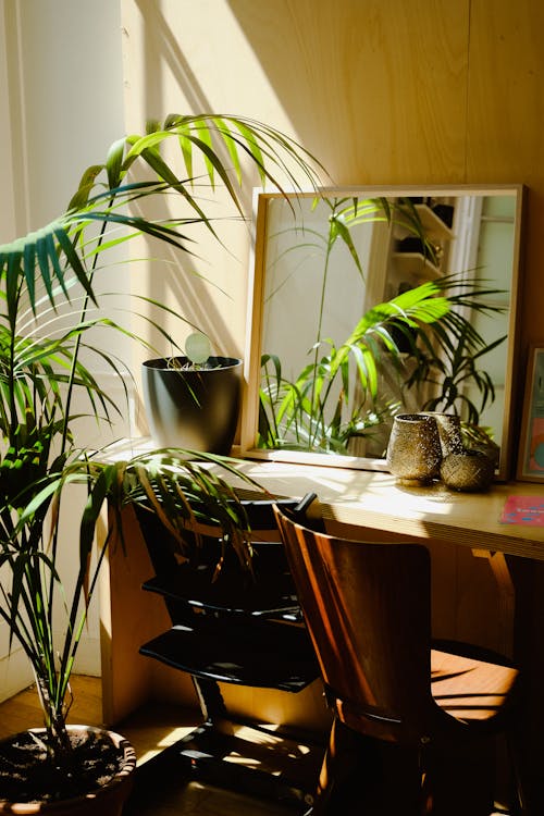 Ilmainen kuvapankkikuva tunnisteilla kasvit, kodin huone, kodin sisustus