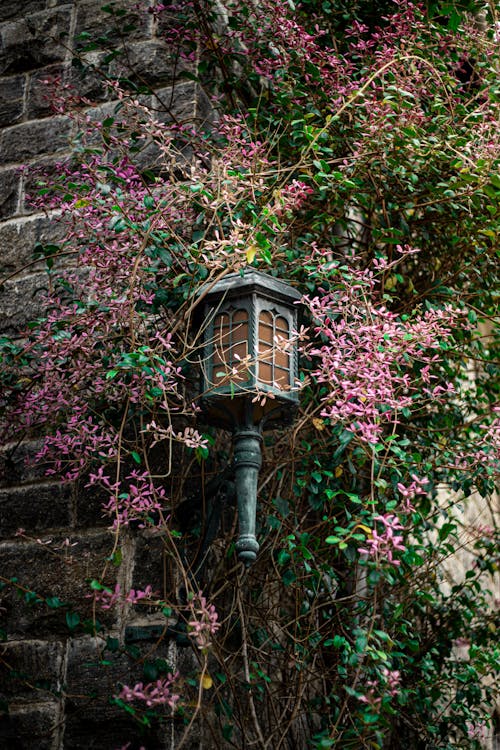 Darmowe zdjęcie z galerii z cegła, kwiaty, lampa