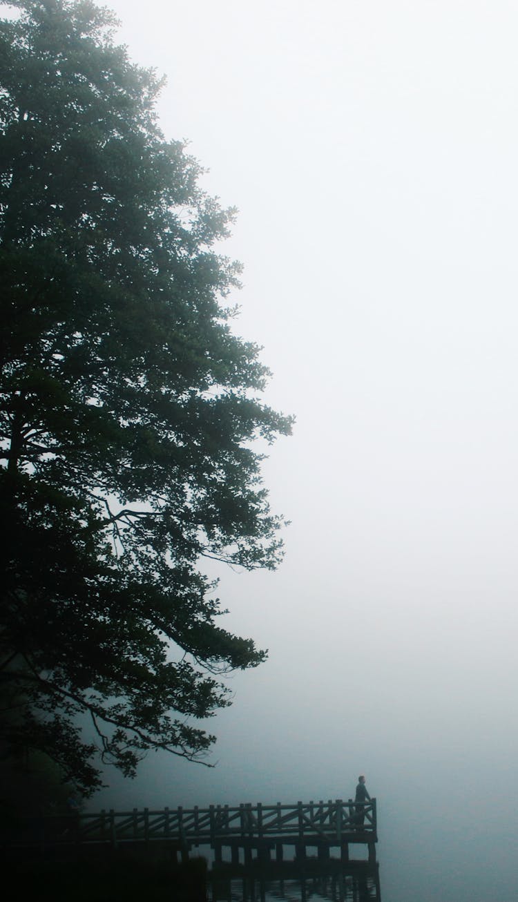 Person Standing On Jetty Under Tree Covered In Mist