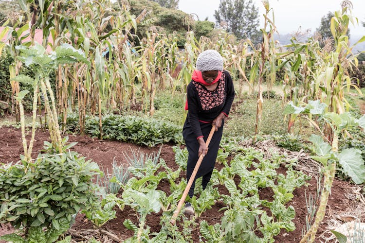 A Woman Using Hoe On Soil