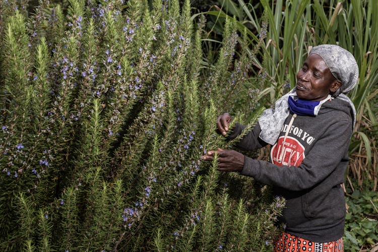 Woman Collecting Rosemary 