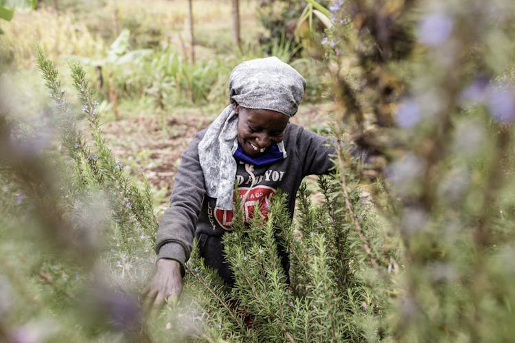 Woman Wearing Turban Picking Rosemary