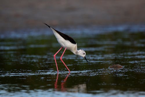 Free Little stork bird Stock Photo