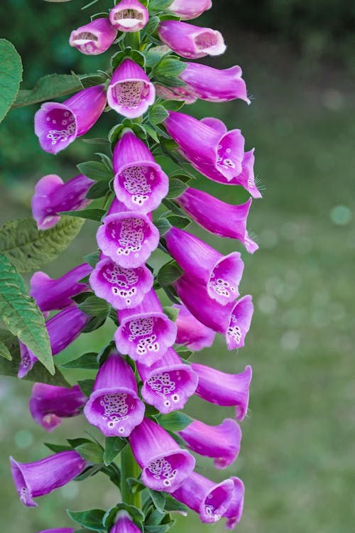 Free Purple Bell Flowers Stock Photo