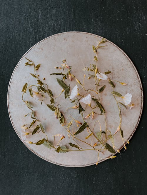 Plants Composition on a White Plate