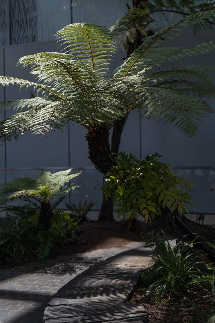 Tree Ferns Casting Shadows On Sidewalk